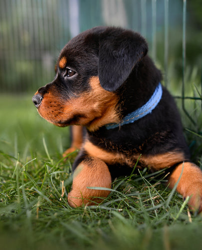 10 Benefits to Using a Pet Playpen