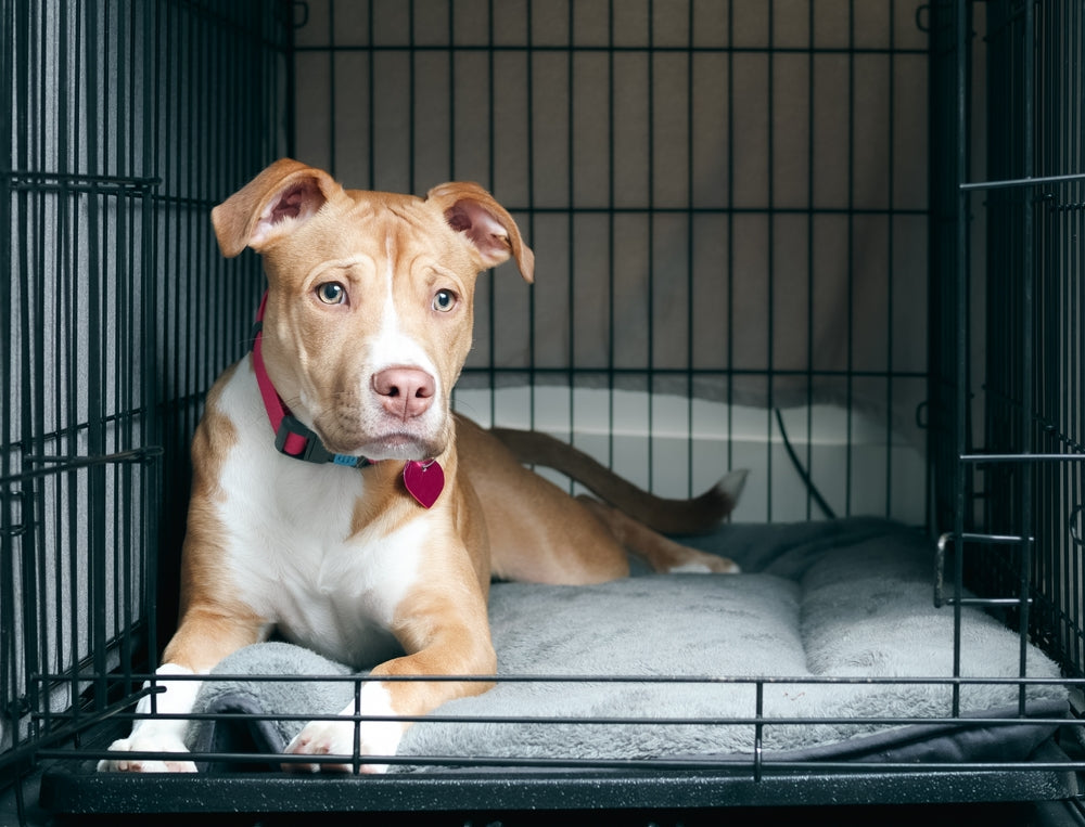 Benefits of Crate Training | DogCrates.com – Dog Crates