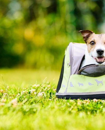 How to Prepare Your Pet for Travel